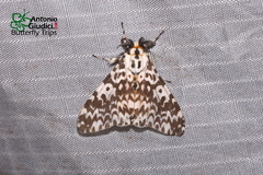 Lymantria atemeles