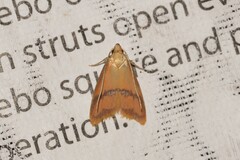 Hapaloteucha paragramma