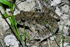 Fejervarya multistriata