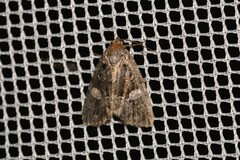 Condica macrosema