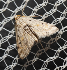 Parapoynx crisonalis