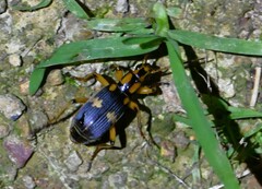 Pheropsophus javanus