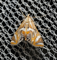 Margarosticha sphenotis