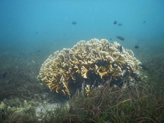 Millepora tenera