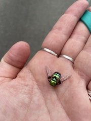 Chrysomya rufifacies