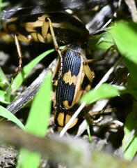 Pheropsophus javanus