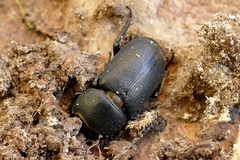 Dorcus parallelipipedus