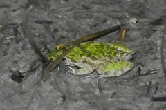 Fejervarya multistriata