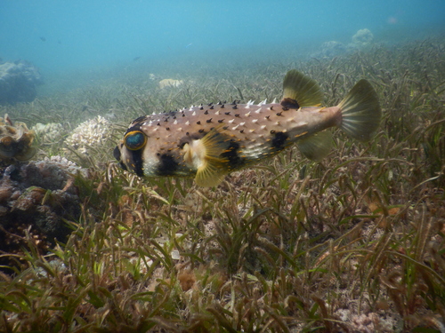 Fourbar porcupinefish (Lophodiodon calori) — Diodontidae — 4