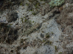 Istigobius decoratus
