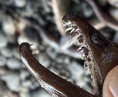 Enchelycore nigricans