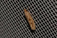 Catoryctis nonolinea