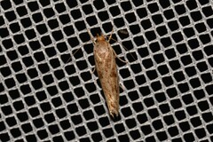 Catoryctis nonolinea