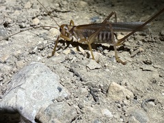 Gryllacrididae