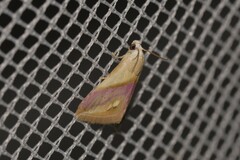 Eublemma cochylioides