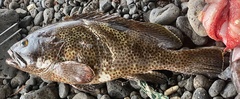 Epinephelus