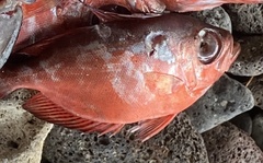 Heteropriacanthus cruentatus