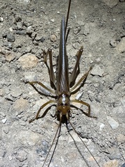 Gryllacrididae