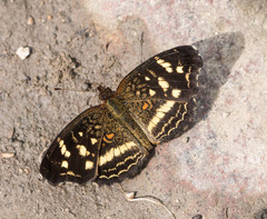 Anthanassa drusilla