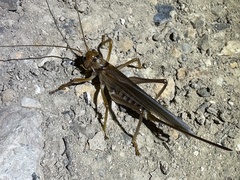 Gryllacrididae