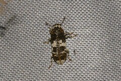Dendropemon albopictus