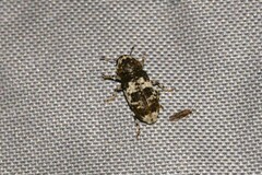 Dendropemon albopictus