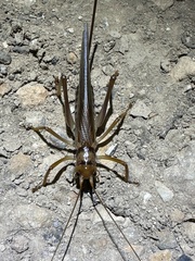 Gryllacrididae