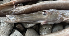 Aulostomus strigosus