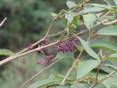 Callicarpa formosana formosana