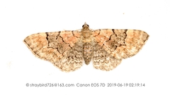 Eupithecia brevifasciaria