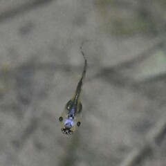Microhyla