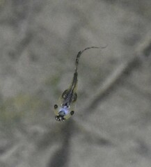 Microhyla