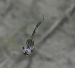 Microhyla
