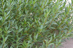 Salix lucida