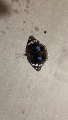 Junonia oenone oenone