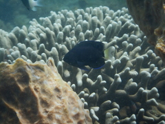 Pomacentrus trichrourus