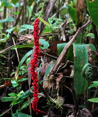 Anthurium gracile