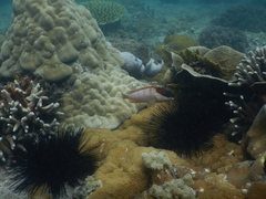 Epinephelus fasciatus