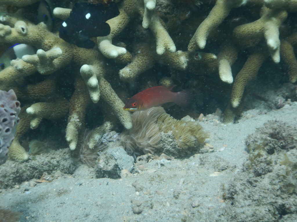 Disappearing Wrasse
