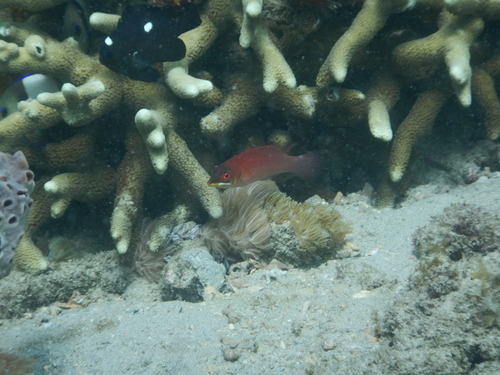 Disappearing Wrasse