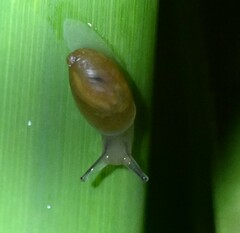 Succinea arundinetorum