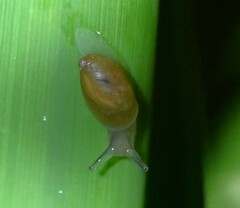 Succinea arundinetorum