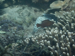 Cheilinus oxycephalus