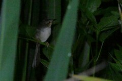 Prinia inornata