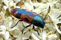 Castiarina scalaris