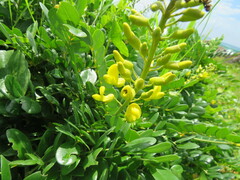 Sophora tomentosa