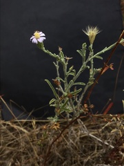 Vittadinia cuneata