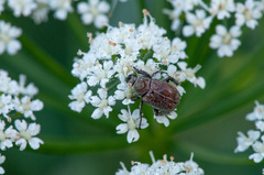 Hoplia parvula