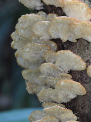 Gloiocephala
