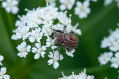 Hoplia parvula